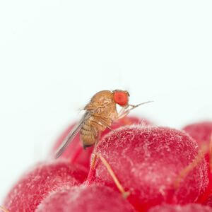 drosophila-suzukii