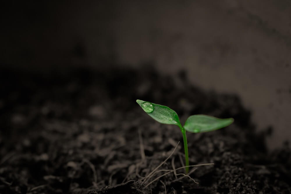 terra-plant