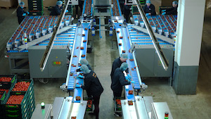 tomatoesweighing-machine