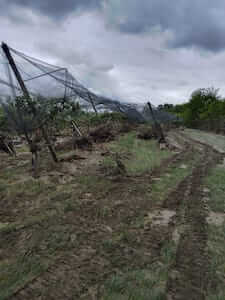 apofruit-azienda-agricola-gentolano