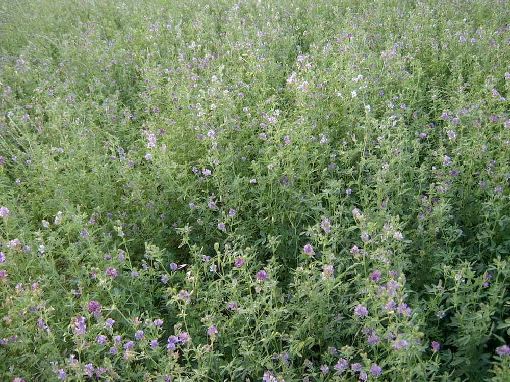 erba-medica