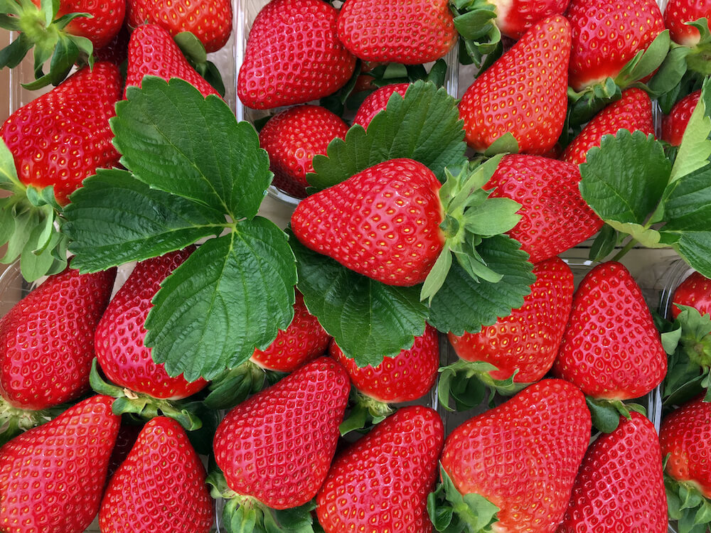 fragola