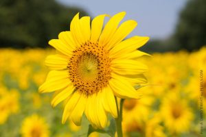 girasole
