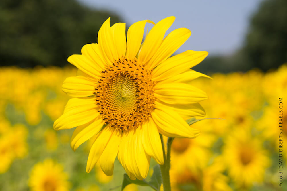 girasole