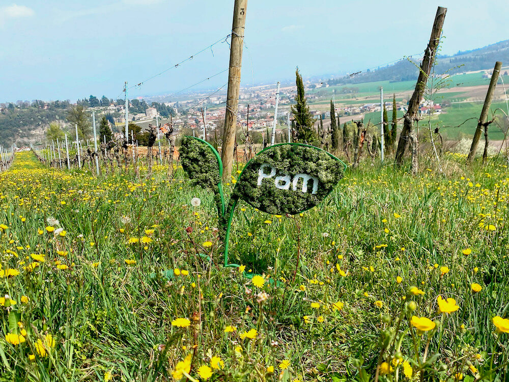 pam-panorama-piantumazione