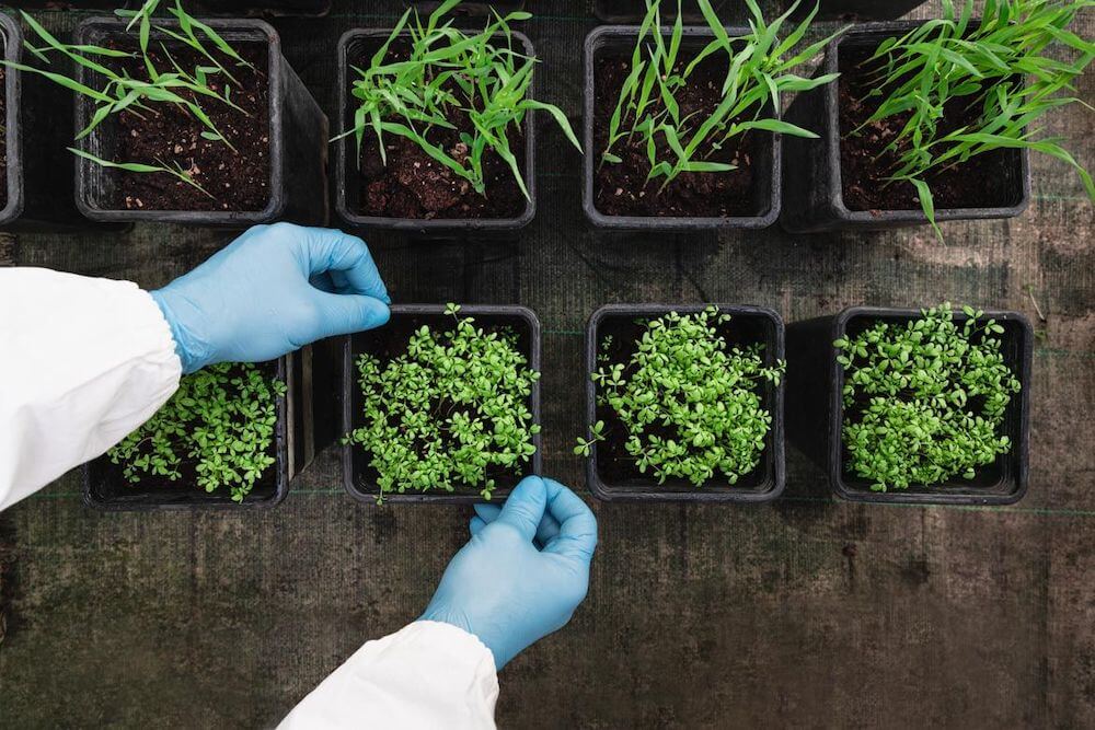 unita-bioeconomia-2022-test-di-accrescimento-in-vaso
