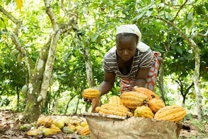 living-income-project-cote-divoire