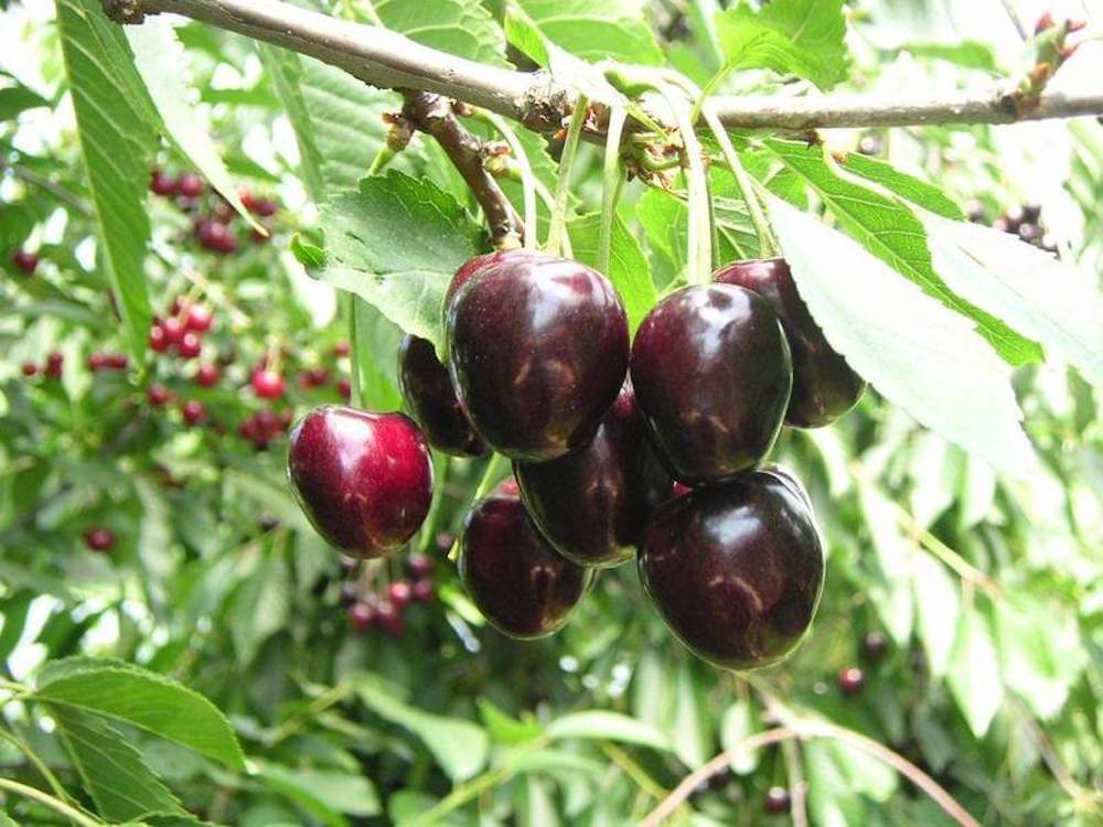 piante-di-ciliegio-varieta-kordia