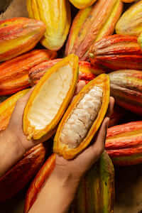 ritter-sport-cacao-report