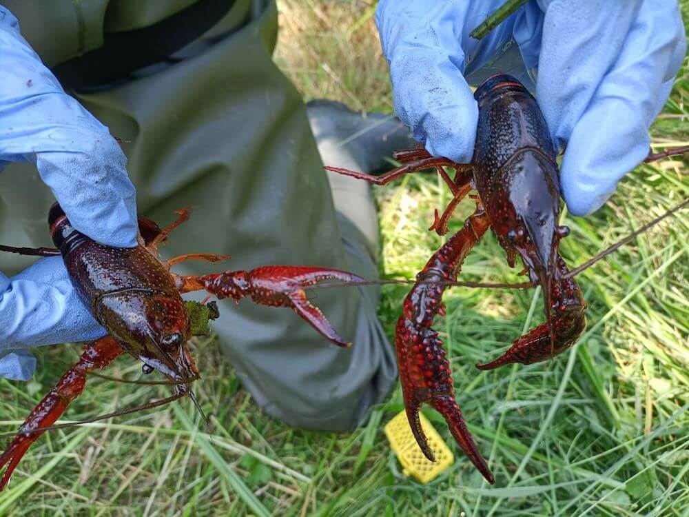 Rinvenuto nel Lago Costa il Gambero della Louisiana