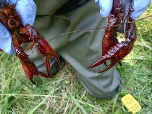 gambero-louisiana