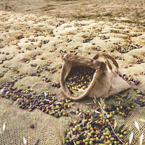 cesto-olive