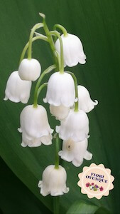 fiori-ovunque-tornareccio