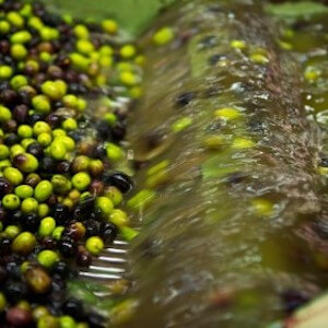 lavaggio-olive