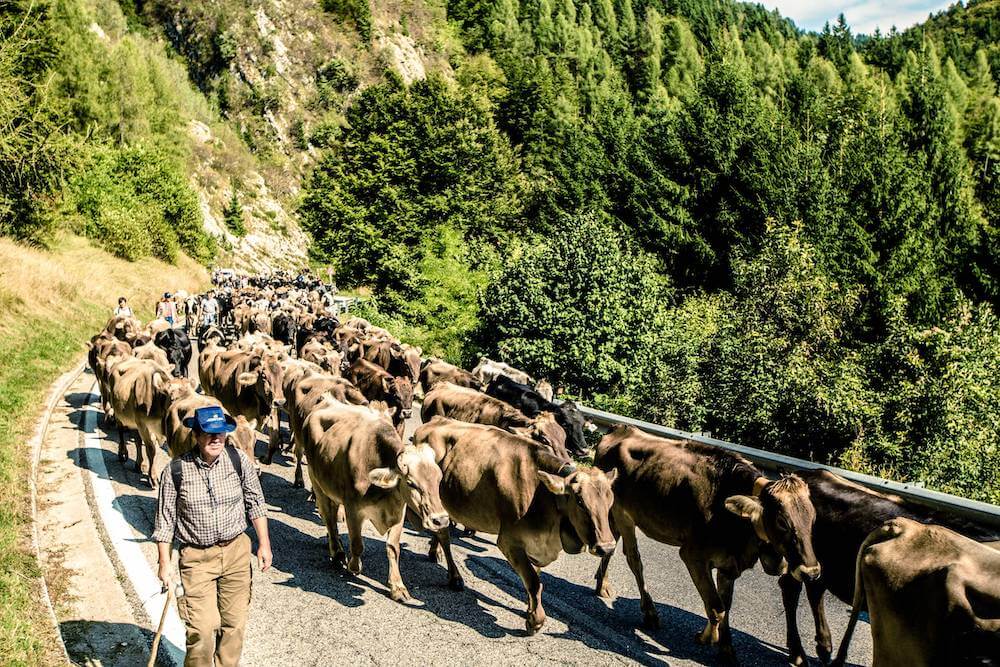 transumanza-verticale-di-bressanvido