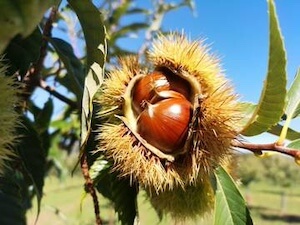 castagne-in-trentino