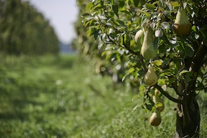 coltivazione-del-pero-emilia-romagna
