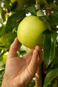 frutticoltura-melo