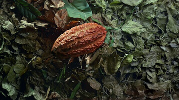 vanini-cacao
