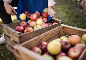 marlene-apples