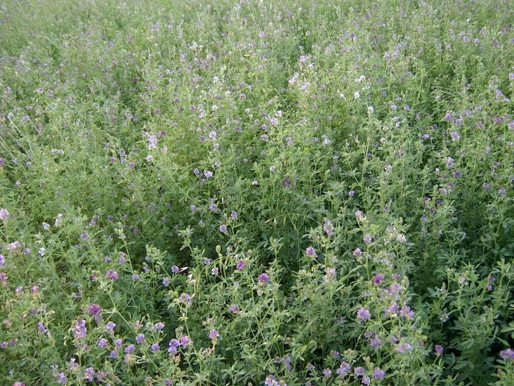 erba-medica