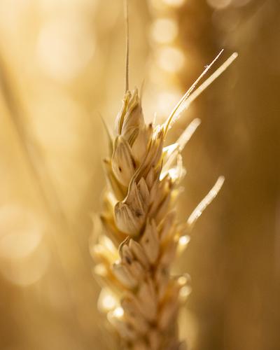 Andamenti Mercati Principali Commodity Agrifood: Frumento Tenero - 14 Giugno 2024