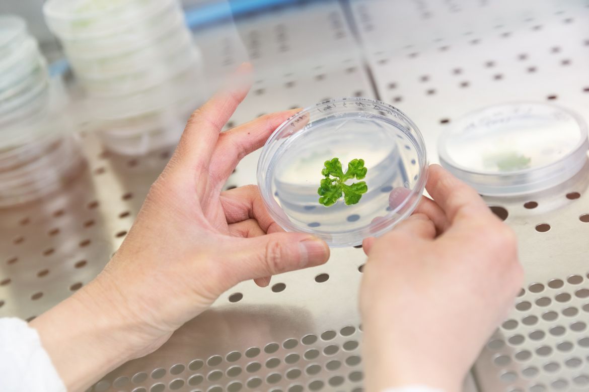 Fem: Dalle Piante Selvatiche Nuovi Principi Attivi Naturali Per Cosmetici E Farmaci