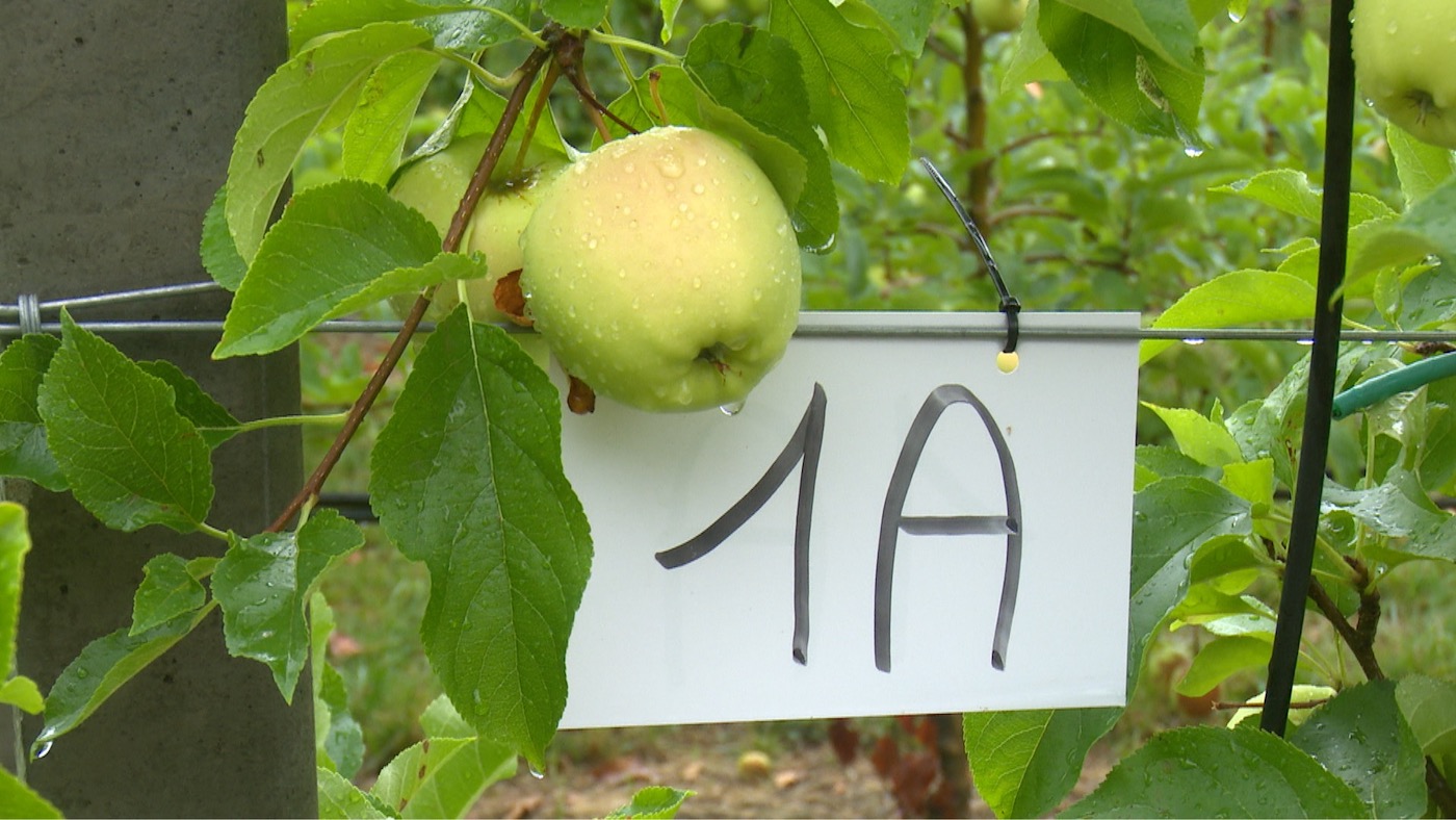 Porte Aperte Al Frutteto Sperimentale, Oltre 100 Frutticoltori A Denno