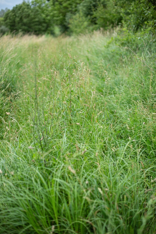 erba-medica