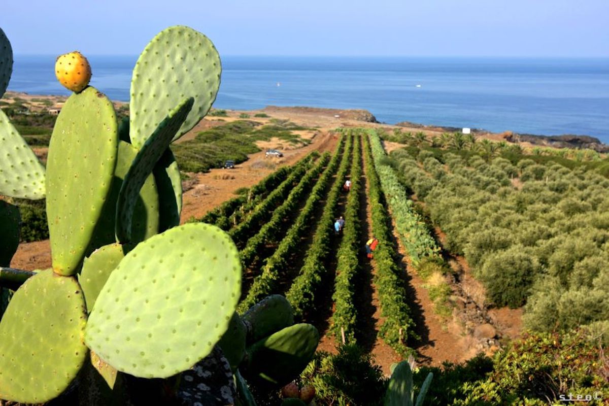 I-Vini-Delle-Isole Minori