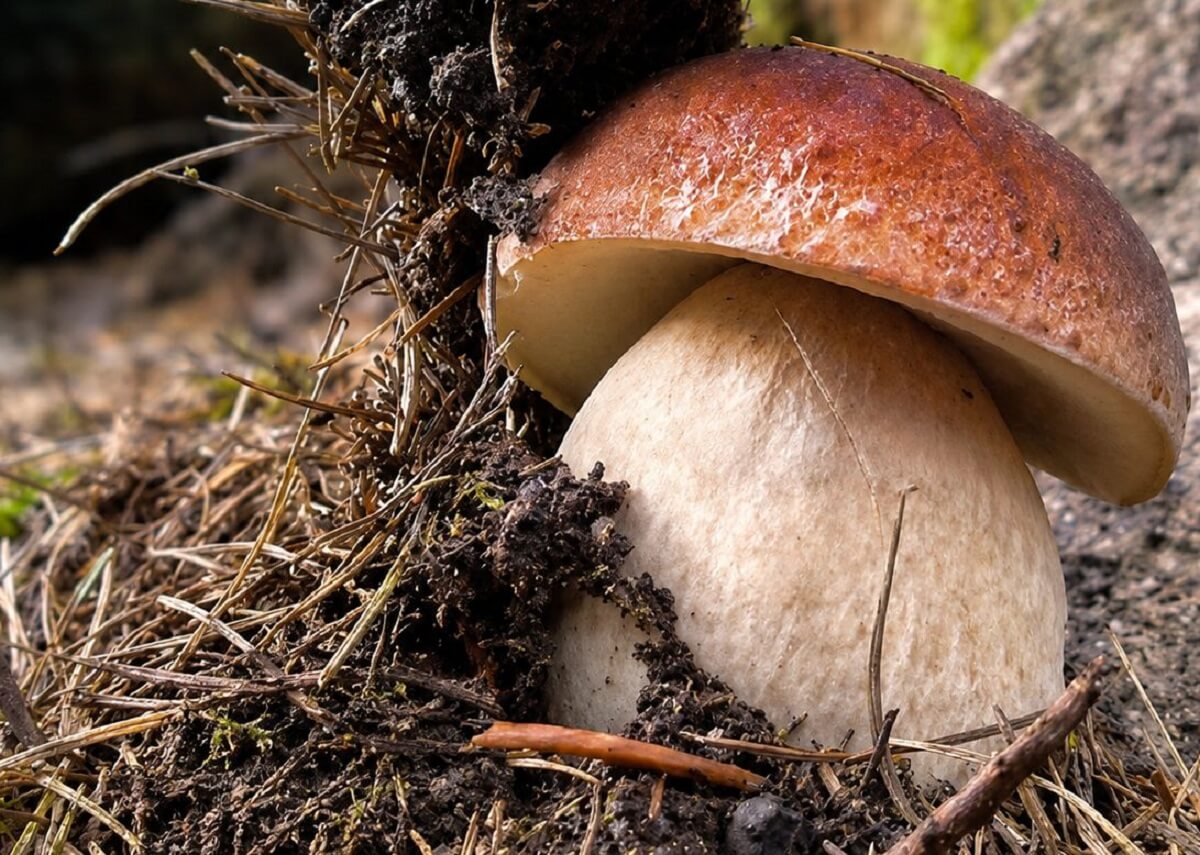 Fondazione Edmund Mach: Dai Funghi Al Sidro, Al Via I Nuovi Corsi Di Formazione